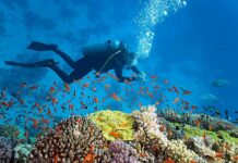 Diving in Hoi An: Exploring the Underwater Wonders of Vietnam Diving in Hoi An
